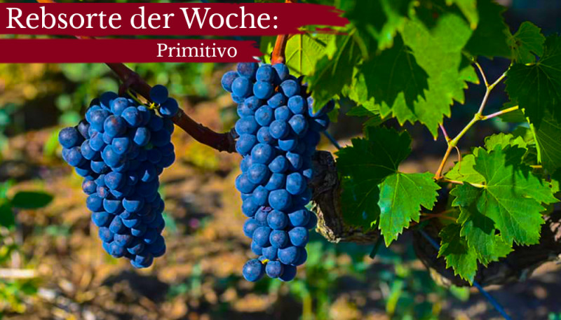 Primitivo Rotweine und Angebote